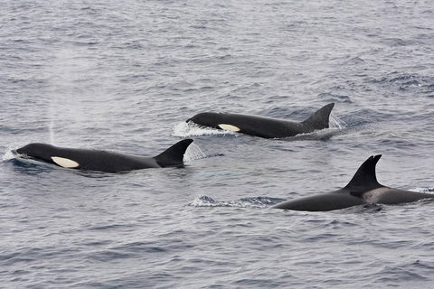 Bremer Bay Orca Experience - Accommodation Kalgoorlie 1