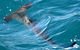 Bremer Bay Orca Experience - thumb 14