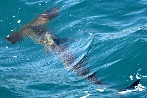 Bremer Bay Orca Experience - Accommodation Kalgoorlie 14