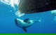 Bremer Bay Orca Experience - thumb 5