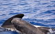 Bremer Bay Orca Experience - thumb 6
