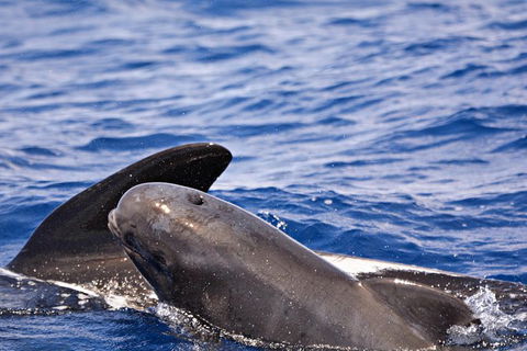 Bremer Bay Orca Experience - Accommodation Kalgoorlie 6
