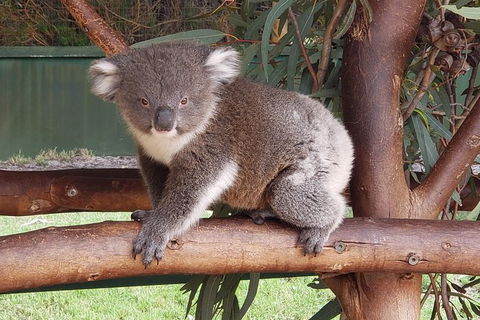 Very Best Of Perth Tour - Wildlife Park & City Highlights Tour - Accommodation Kalgoorlie 5