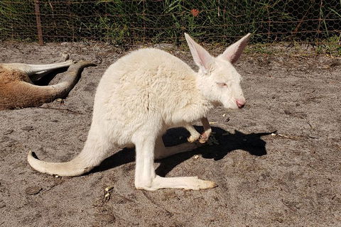 Very Best Of Perth Tour - Wildlife Park & City Highlights Tour - Accommodation Kalgoorlie 4