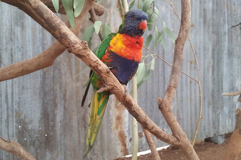 Very Best Of Perth Tour - Wildlife Park & City Highlights Tour - Accommodation Kalgoorlie 11