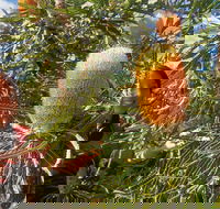 Best of Perth Wildflower Season Day Trip - Accommodation Kalgoorlie