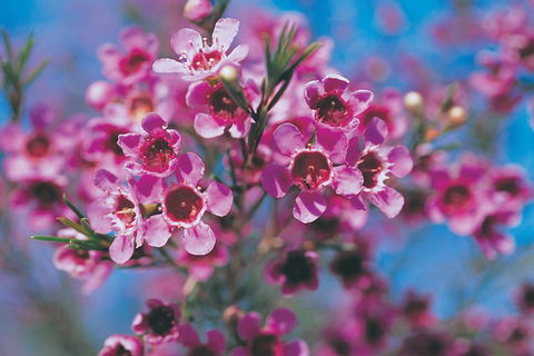 Best Of Perth Wildflower Season Day Trip - Accommodation Kalgoorlie 5