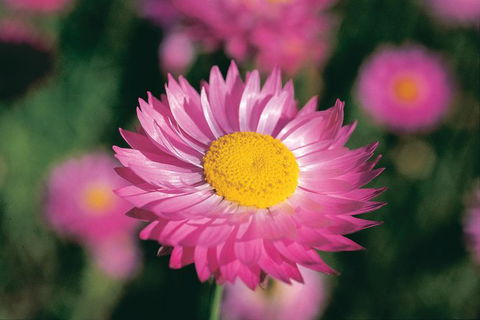 Best Of Perth Wildflower Season Day Trip - Accommodation Kalgoorlie 2