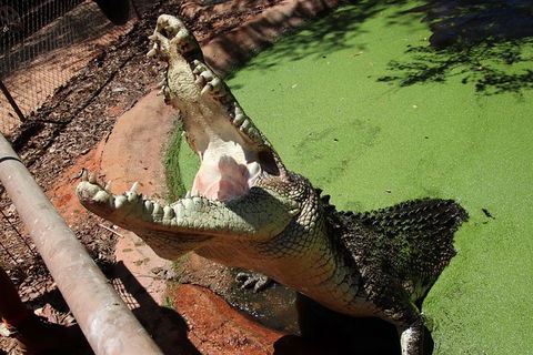 Malcolm Douglas Crocodile Park - Accommodation Kalgoorlie 10