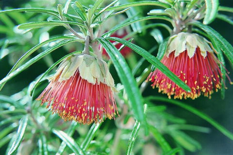 Full-Day Pinnacles Desert And Yanchep National Park Tour From Perth - Accommodation Kalgoorlie 3
