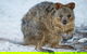 Rottnest Island Wild Seafood Package With Round Trip Ferry From Perth - thumb 1