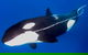 Bremer Canyon Killer Whale (Orca) Expedition - thumb 3