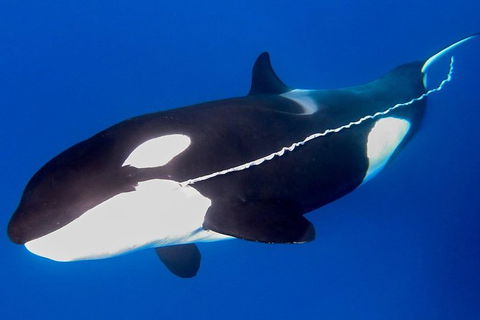 Bremer Canyon Killer Whale (Orca) Expedition - Accommodation Kalgoorlie 3