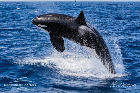 Bremer Canyon Killer Whale (Orca) Expedition - Accommodation Kalgoorlie 9