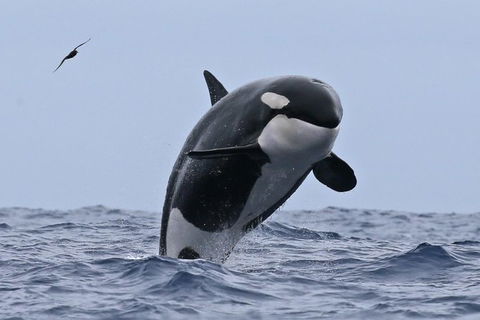Bremer Canyon Killer Whale (Orca) Expedition - Accommodation Kalgoorlie 7