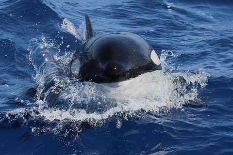 Bremer Canyon Killer Whale (Orca) Expedition - Accommodation Kalgoorlie 4