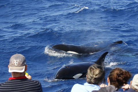 Bremer Canyon Killer Whale (Orca) Expedition - Accommodation Kalgoorlie 0