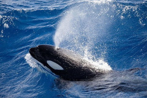 Bremer Canyon Killer Whale (Orca) Expedition - Accommodation Kalgoorlie 5