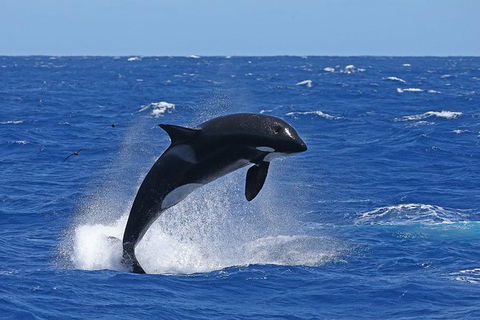 Bremer Canyon Killer Whale (Orca) Expedition - Accommodation Kalgoorlie 10