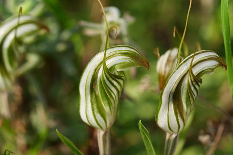 Orchids And Wildflowers Photographic Day Tour From Perth - Accommodation Kalgoorlie 12