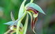 Orchids And Wildflowers Photographic Day Tour From Perth - thumb 9