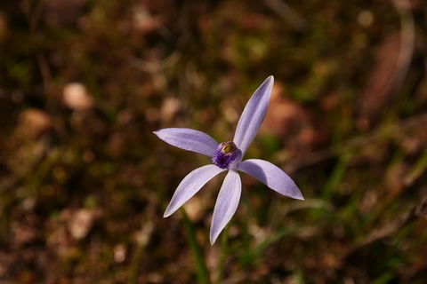 Orchids And Wildflowers Photographic Day Tour From Perth - Accommodation Kalgoorlie 6