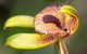 Orchids And Wildflowers Photographic Day Tour From Perth - thumb 0