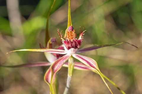 Orchids And Wildflowers Photographic Day Tour From Perth - Accommodation Kalgoorlie 13