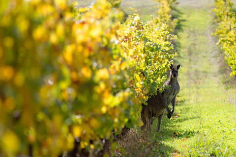 Margaret River 3 Day Escape - Accommodation Kalgoorlie 5