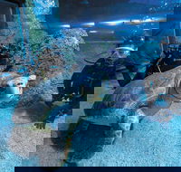 Dive with Sharks at AQWA - Accommodation Kalgoorlie