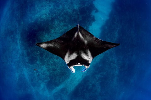 Life On Ningaloo Swimming Tour In Exmouth - Accommodation Kalgoorlie 3