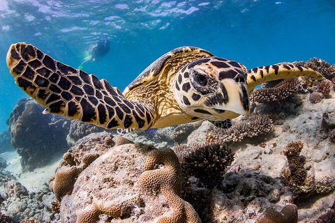 Life On Ningaloo Swimming Tour In Exmouth - Accommodation Kalgoorlie 1