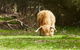 Organic Vineyard/Farm Tour - thumb 2
