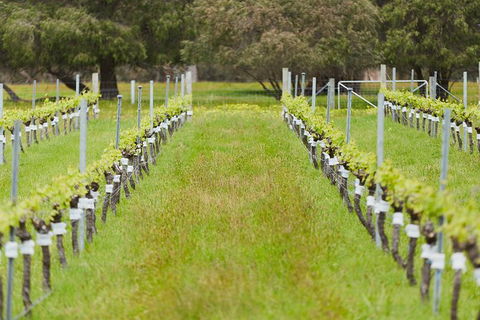 Organic Vineyard/Farm Tour - Accommodation Kalgoorlie 4
