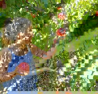Summer Fruits Festival - Accommodation Kalgoorlie