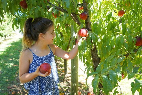 Summer Fruits Festival - Accommodation Kalgoorlie 0