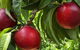 Summer Fruits Festival - thumb 7
