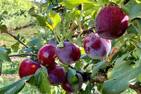 Summer Fruits Festival - Accommodation Kalgoorlie 2