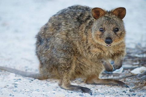 Rottnest Island Bike, Snorkel & Ferry Package From Perth - Accommodation Kalgoorlie 0