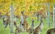 Three Day Charter Margaret River Region (Perth Travelers) - thumb 12