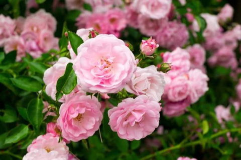 Botanical Gardens, Winery And Scenic Full Day Tour - Accommodation Kalgoorlie 0