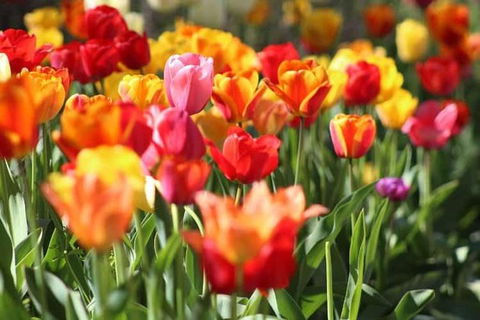 Botanical Gardens, Winery And Scenic Full Day Tour - Accommodation Kalgoorlie 1