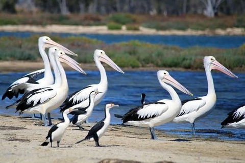 Romance Cruise + Scenic Tour + Beer Tasting + 3 Course Lunch + Hamper - Accommodation Kalgoorlie 5