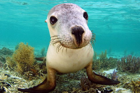 Abrolhos Islands 5 Day Tours - Accommodation Kalgoorlie 6