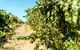 The Non-Touristy Swan Valley Private Day Trip & Wine Tastings - thumb 6