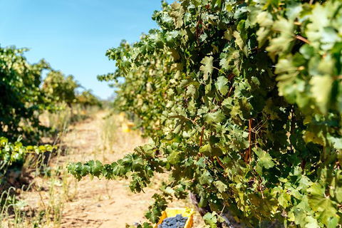 The Non-Touristy Swan Valley Private Day Trip & Wine Tastings - Accommodation Kalgoorlie 6
