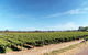 The Non-Touristy Swan Valley Private Day Trip & Wine Tastings - thumb 3