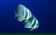 Become A PADI Open Water Diver In 3 Days In Perth - thumb 4