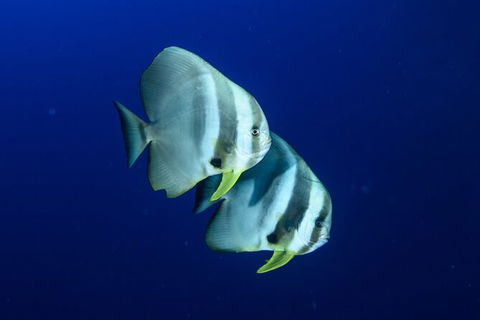 Become A PADI Open Water Diver In 3 Days In Perth - Accommodation Kalgoorlie 4