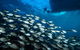 Become A PADI Open Water Diver In 3 Days In Perth - thumb 2